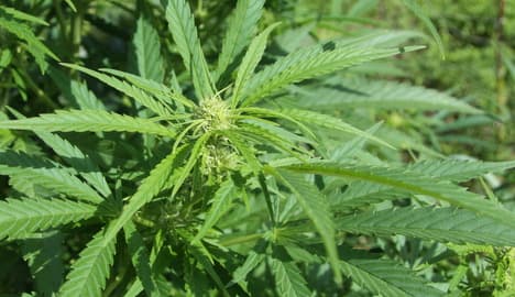 Salzburg club demands legalization of marijuana