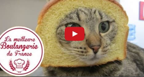 VIDEO: Boulangerie cat becomes star of the web