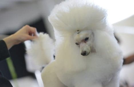 In Pictures: Swedes flock to dog grooming show