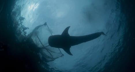 Spanish 'wall of death' killing UK sharks