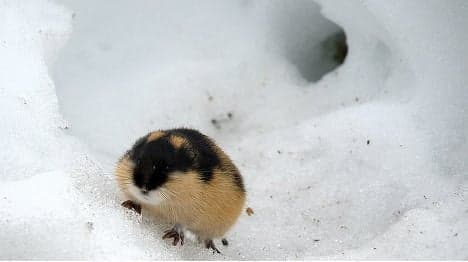 Norway faces lemming explosion: Scientist