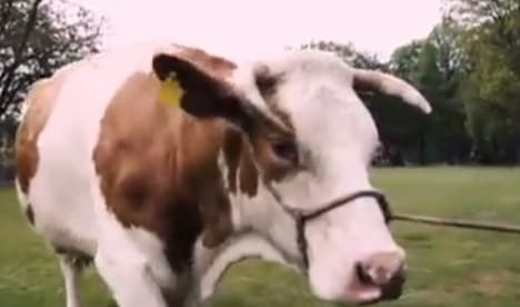 VIDEO: Politicians turn to cow to get out the vote
