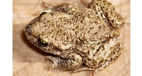 Tunnel construction forces toads to move on