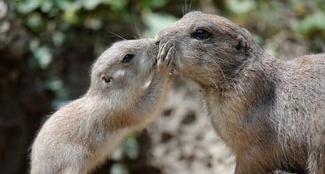 Zoo introduces new prairie dogs
