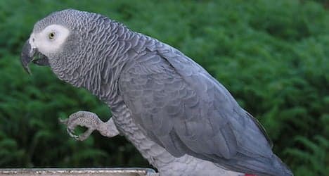 Pair of parrots snuffed by 'Teflon fumes'
