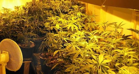 Indoor cannabis farms seized in Tyrol