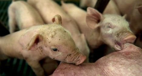 Infertility in Spanish pigs a 'warning' to humans