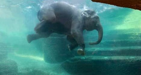 Zurich Zoo opens new home for elephants