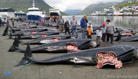 Sea Shepherd battles to stop Faroese 'grind'