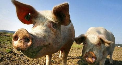 Pig import bans loom over swine fever risk