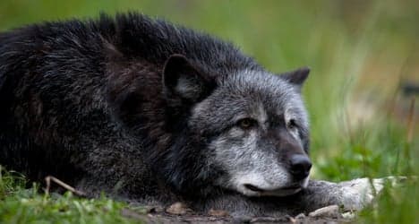 €5,000 bounty offered for Tuscan wolf killer