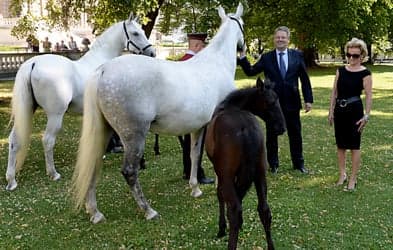 Lipizzaner horses roam Vienna's Burggarten