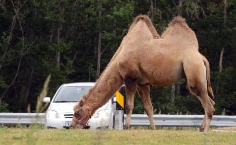 Circus camel escapes again