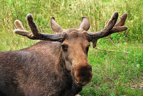 Denmark to import Swedish elk