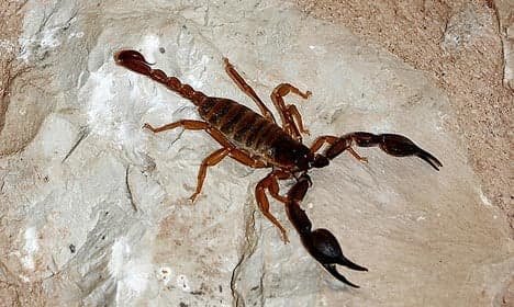Eight-year-old boy stung by scorpion on ferry