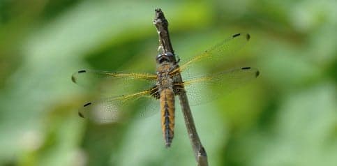 'Extinct' dragonfly alive and well in Skåne