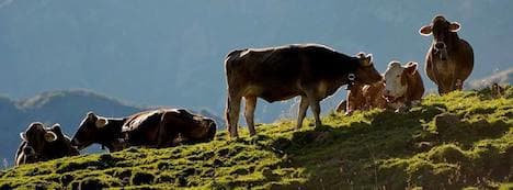 Austria opposes new EU bio farm rules