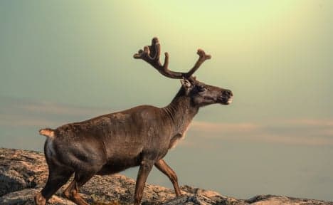 Norway's reindeers thrive in climate change