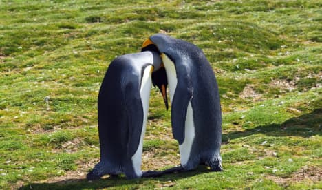 Norway heat: Penguins losing their cool
