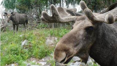 Swedish elk get one-way ticket to Denmark