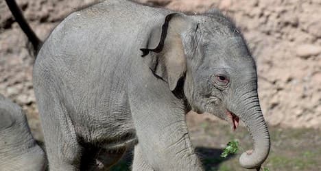 Smile: Zurich Zoo’s baby elephant is named