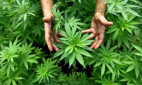 Police find cannabis growing on motorway