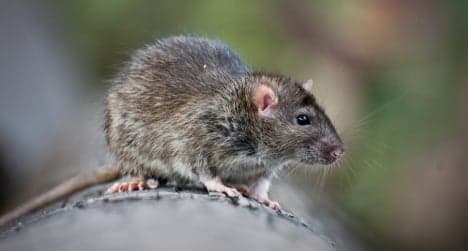 Rat cuts off power to 12,000 people in Madrid