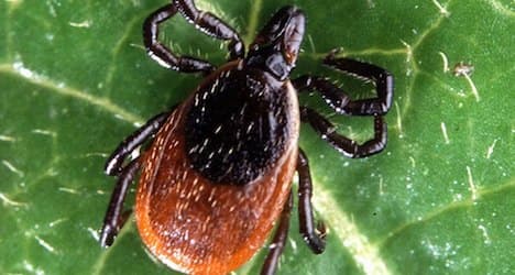 Six Swiss patients found with tick-borne infection