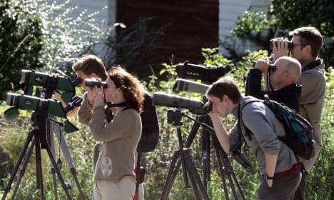 Swedish ornithologists keep webcam watch