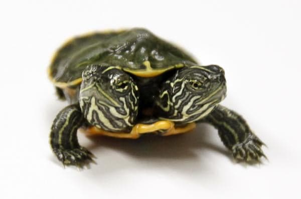 Two-headed tortoise born in Styria