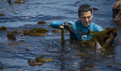 Crisis-hit Spaniards seek seaweed riches