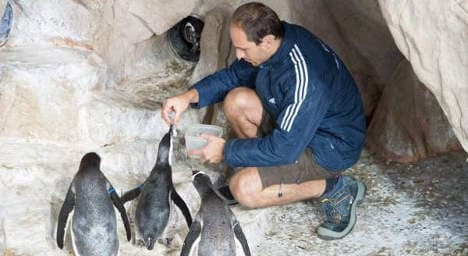 'Rare' penguin twins born in Genoa Aquarium