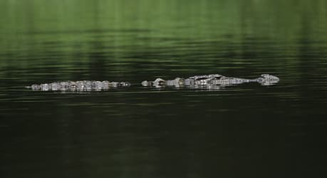 Crocodile alarm stops Danube boat race