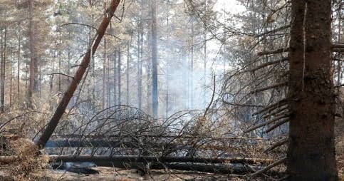 Forest still not safe after Swedish fire
