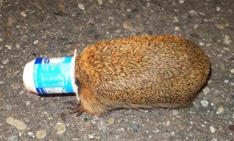 Police free hedgehog, natural order restored