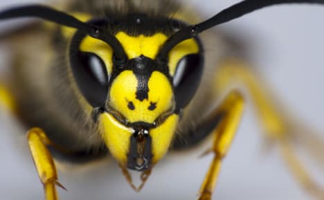 Car crashes after wasp stings man on crotch