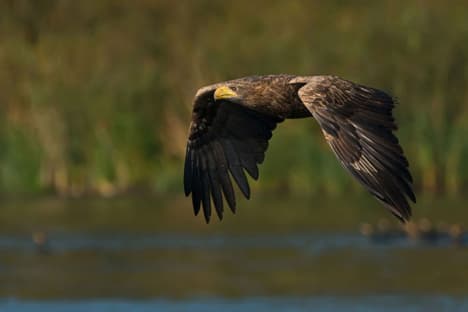 Denmark's white-tailed eagles are soaring back