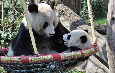 Schönbrunn’s panda baby celebrates birthday