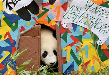 Vienna zoo's baby panda celebrates first birthday