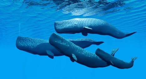 Seven whales stranded on Italian beach