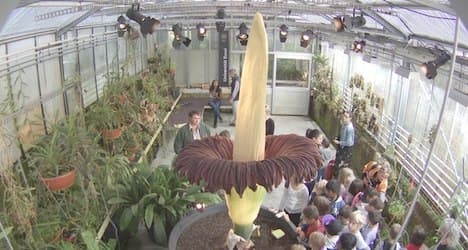 'Giant's penis' bloom in Basel bigger than ever