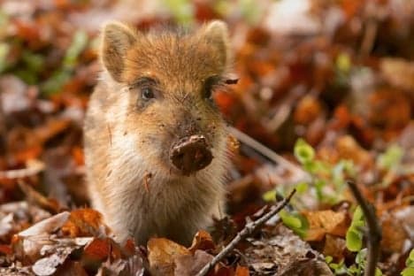 Youths confess to baby boar torture