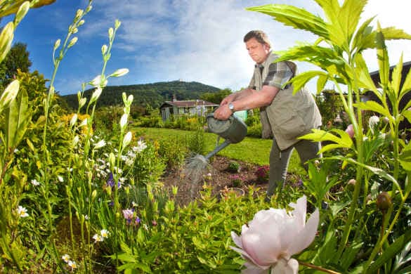 'Garden rage' and rules rock allotment idyll