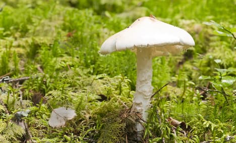 Five people eat deadly mushrooms in Norway