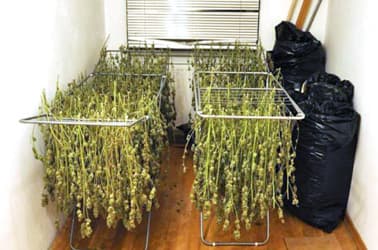 Marijuana plants found on drying racks