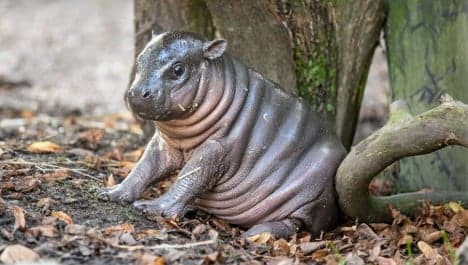 Baby hippopotamus born in central Sweden zoo