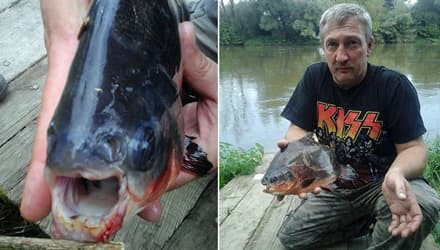 Piranha-like fish found in Austrian river
