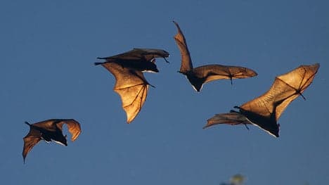 Danish woman's house overrun by bats