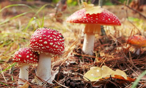 Poisonous mushrooms cause stir in Sweden