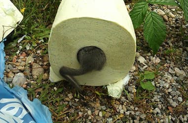 Dormouse found in pack of toilet paper